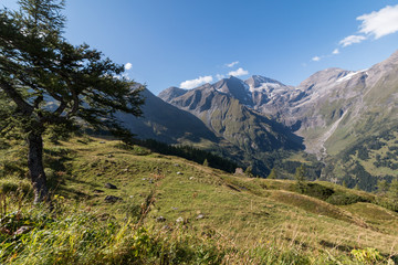 Fototapeta na wymiar Großglockner im Sommer, Baum Wiese und Berge
