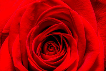 Red rose closeup macro background texture