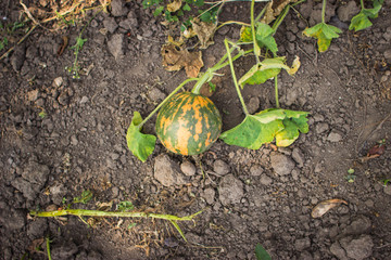 Autumn vegetable garden. Harvesting. Pumpkins on the fenced waiting for Halloween. Field dotted with yellow ripe pumpkins. pumpkin round shape.