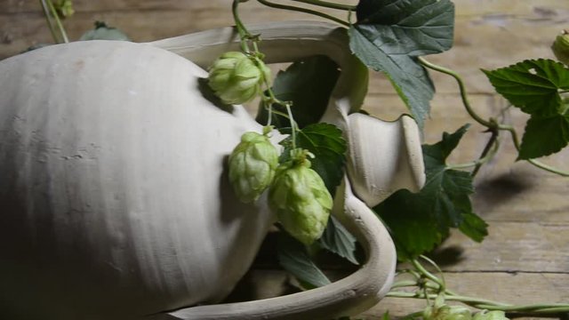 Humulus lupulus Common hop L&uacute;pulo 蛇麻 Luppolo Хмель обыкновенный Hmelj Chmiel zwyczajny Chmel ot&aacute;čiv&yacute; Echter Hopfen Cerveza Houblon Birra Navadni Bier hmelj Beer Pivo Hoa bia جنجل شائع Plant пиво Piwo