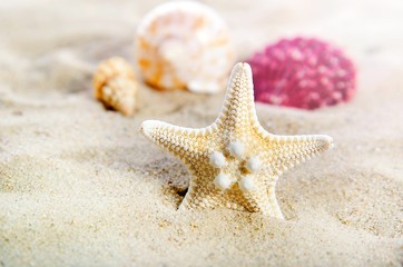 Starfish with few shells on the golden beach.