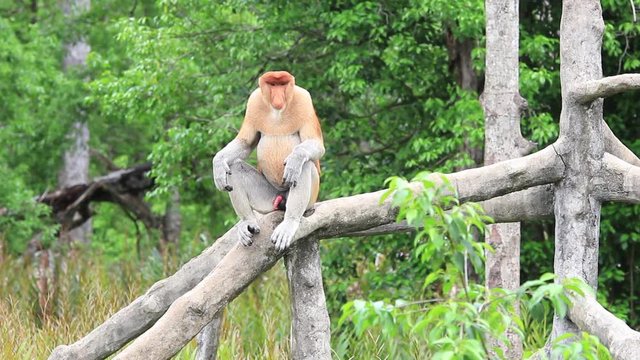 Proboscis monkey male sexual arousal