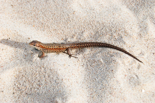 Small brown lizard on sand