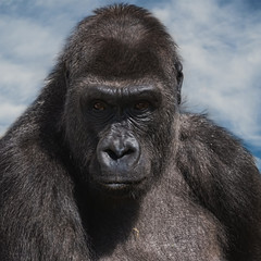 Female Gorilla and blue sky