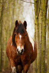 Schecke im Wald