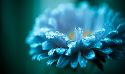 open blue flower with rain drops