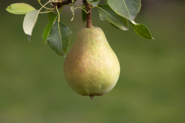Ripe yellow pear fruit