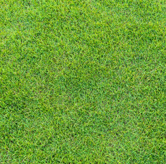 Fototapeta premium Background and texture of Beautiful green grass pattern from golf course