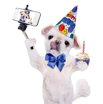 Birthday dog taking a selfie together with a smartphone. Isolated on white.