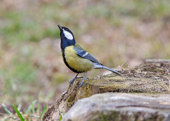 tomtit sitting on stub