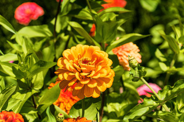 Flowers and bee in garden of Generalife in Granada, Andalusia province, Spain.