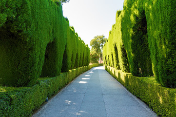 Range of tall bushes in garden of Generalife, Granada, Andalusia province, Spain.