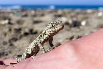 Small saurian (Close-up) on the sea shore