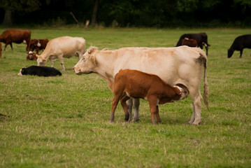 Naklejka na ściany i meble Cows and bull, Nostell Priory and Parkland, West Yorkshire, England, United Kingdom, Europe