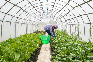 farmer in the green house
