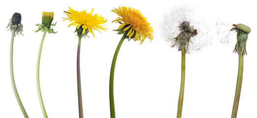 chain of six dandelion flowers from begining to senility