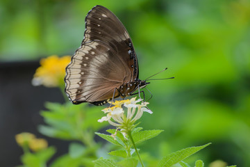The butterfly is sipping nectar through its proboscis on flowers