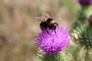 Hummel,Mariendistel