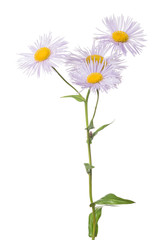 lilac small garden flower with four blooms