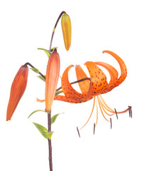 spotted orange lily flower isolated on white