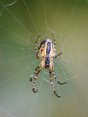 beautiful cobwebs in autumn with spider