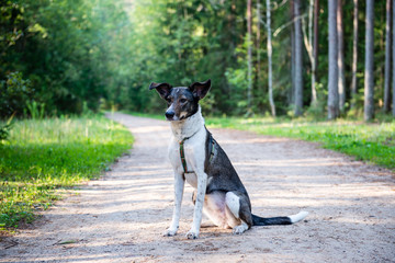 happy dog sitting on the road