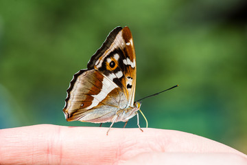 beautiful butterfly resting on the hand