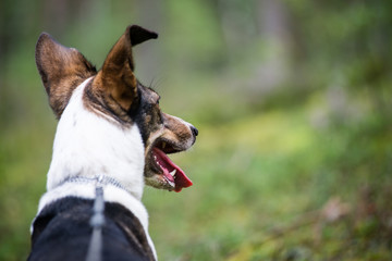 happy dog is looking for direction in forest
