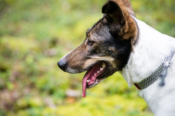 happy dog is looking for direction in forest