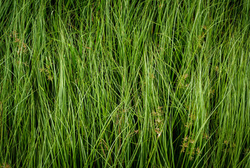 Nut grass, Purple nutsedge, Nutsedge, Cocograss