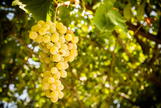 Grappolo di uva bianca in vite 