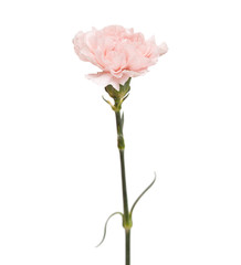 gentle pink carnation flower