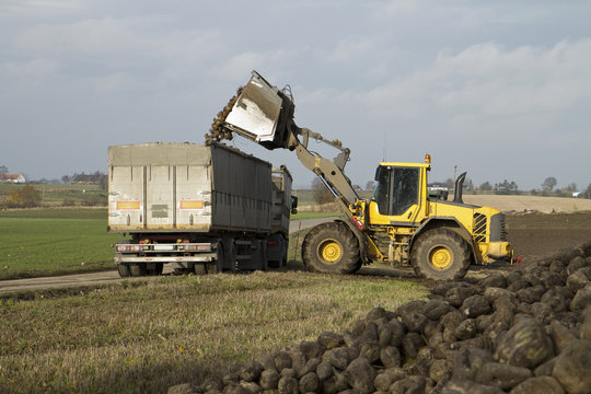 Traktor lastar sockerbetor på lastbil