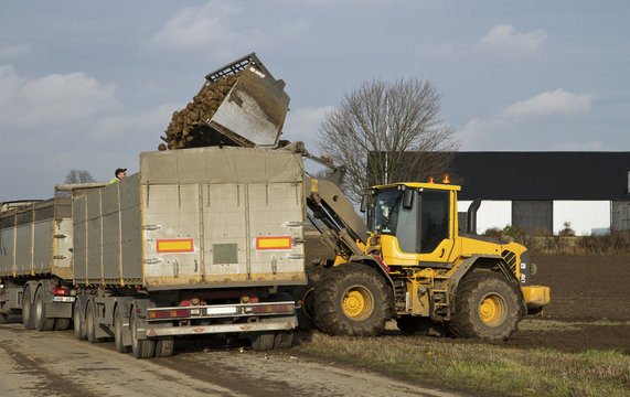 Traktor lastar sockerbetor på lastbil