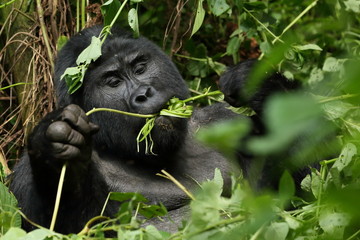 Berggorilla in Uganda