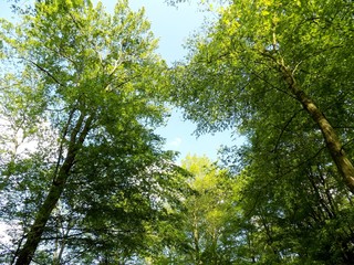 Many deciduous trees in deciduous forest in wild nature