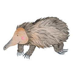 Echidna Australian animals  watercolor Hand-painted illustration Isolated Australia Clipart
