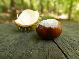 Chestnut  in forest