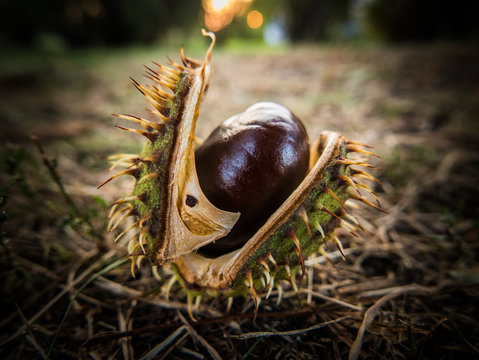 Chestnut
