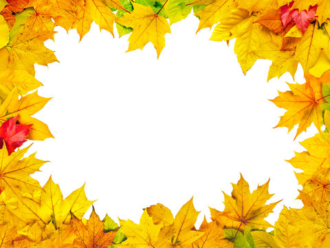 Herbstbl&auml;tter mit wei&szlig;em Hintergrund