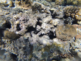 Underwater landscape on a shallow coral reef with sea urchin and calm water surface in the Red sea