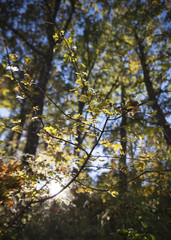Sun rays shining through trees ,nature background