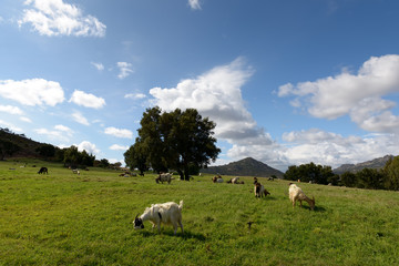 Fototapeta premium Landscape with goats / Goats grazing in green grassy field.