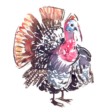 Big colorful turkey bird painted in watercolor on clean white background