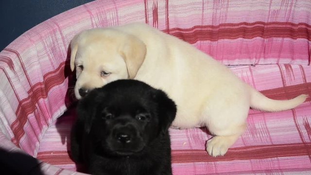 Baka tulen Pedigree Purebred Purebreeds Safkan Dog Cane Pedigr&iacute; Perro 순종 생물학 Chien