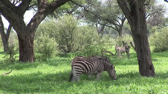 Wild Zebra horse in African Botswana savannah Africa 
