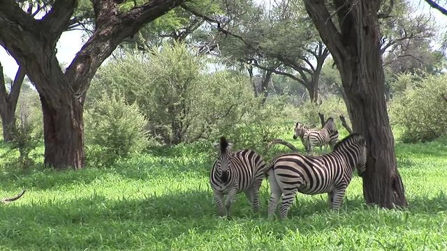 Wild Zebra horse in African Botswana savannah Africa 