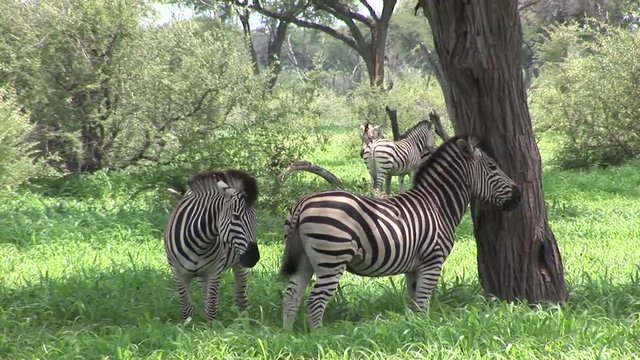 Wild Zebra horse in African Botswana savannah Africa 