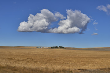 Fototapeta premium .USA, MONTANA, TOOLE COUNTY, Lonely farm amidst harvested fields under a white cumulus cloud..