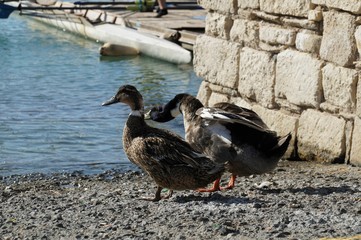 Ducks couple intending to have a refreshing swim in the sea during hot sunny noon in Agios Nikolaos...